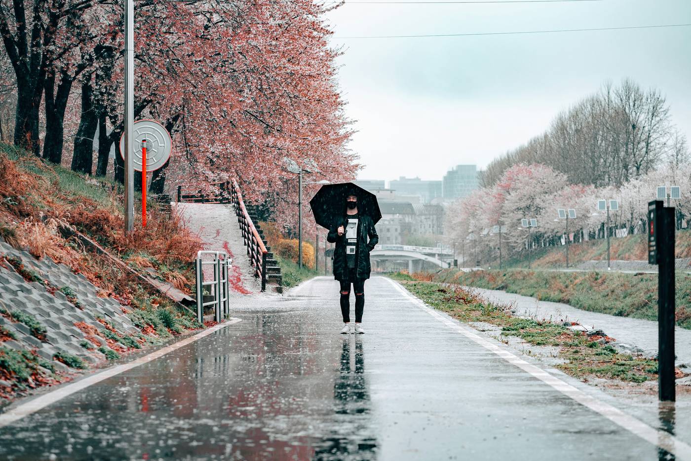 Cherry blossoms in Seoul along a tree-lined path