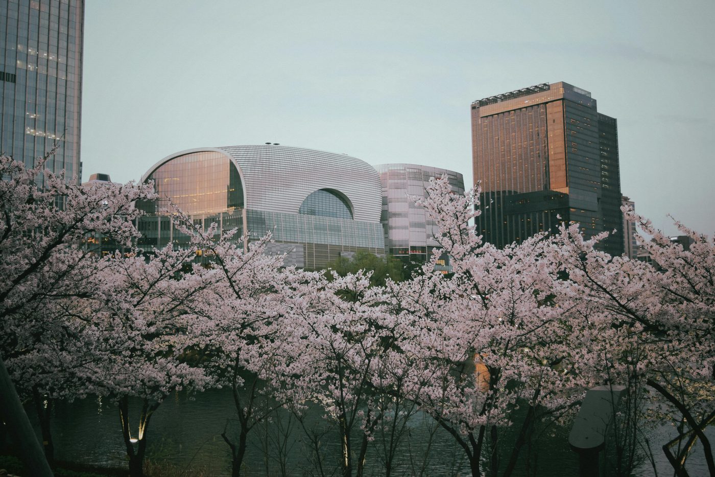 Cherry blossoms over a traditional Korean scene
